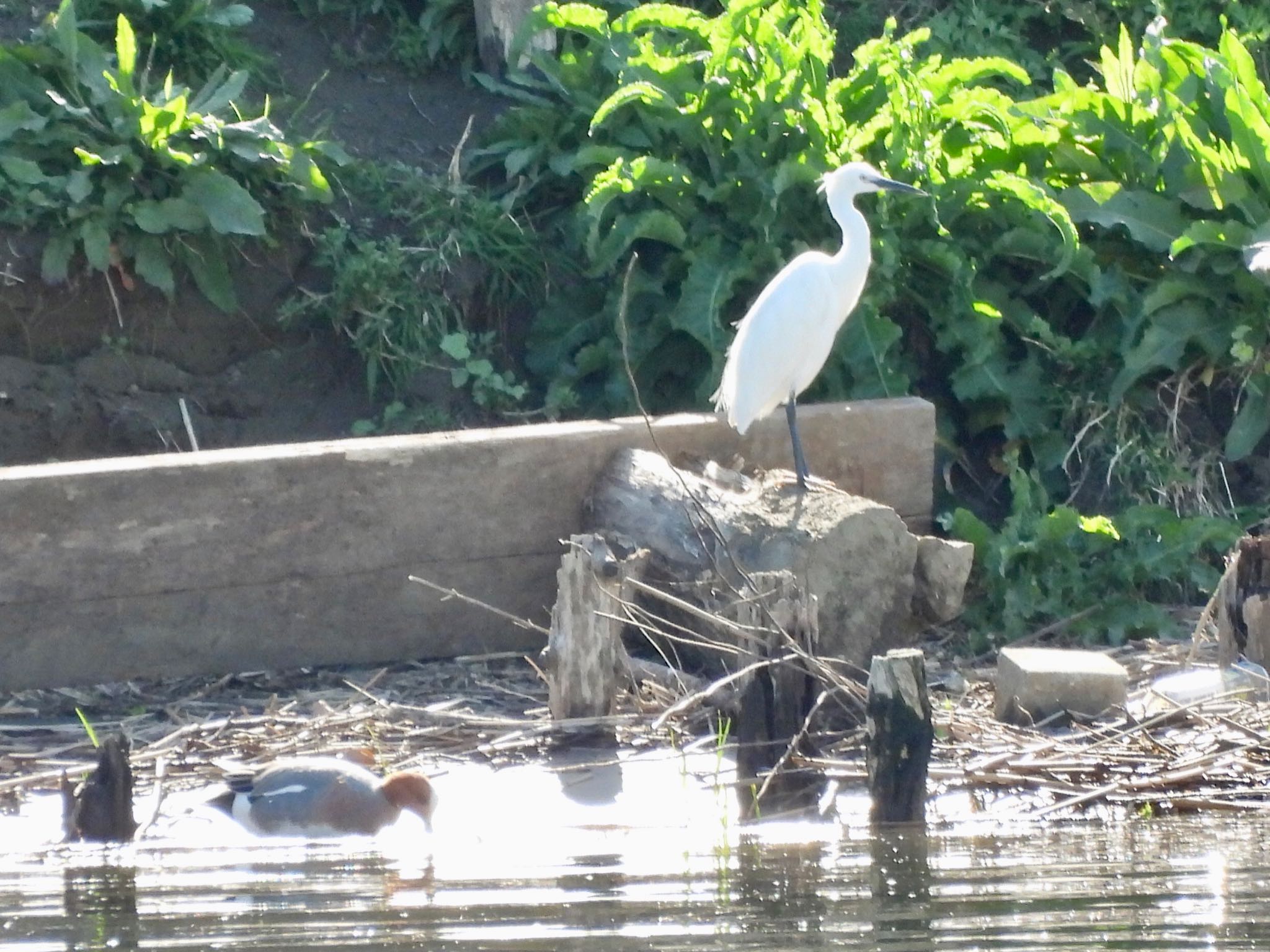 Little Egret