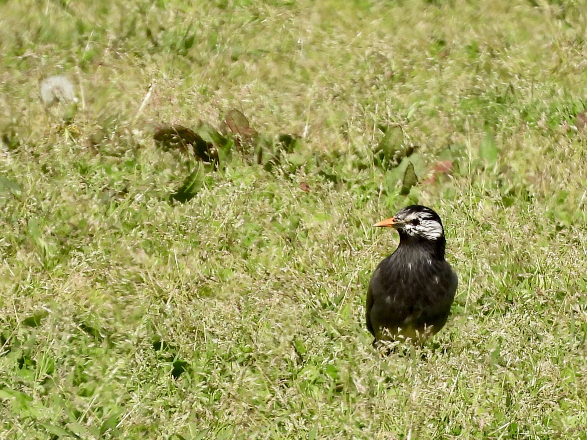 Photo of White-cheeked Starling at 多摩川 by くー