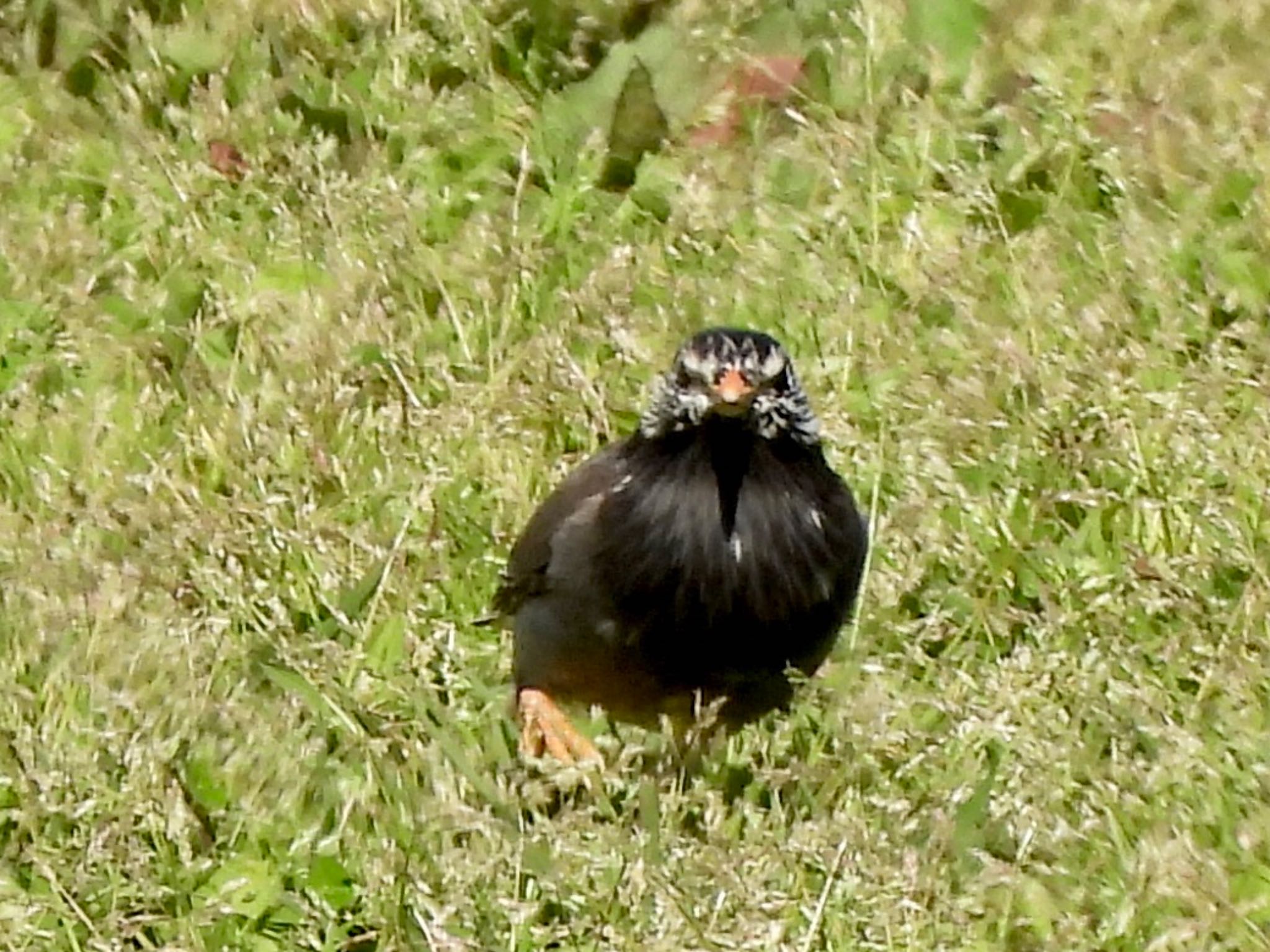 Photo of White-cheeked Starling at 多摩川 by くー