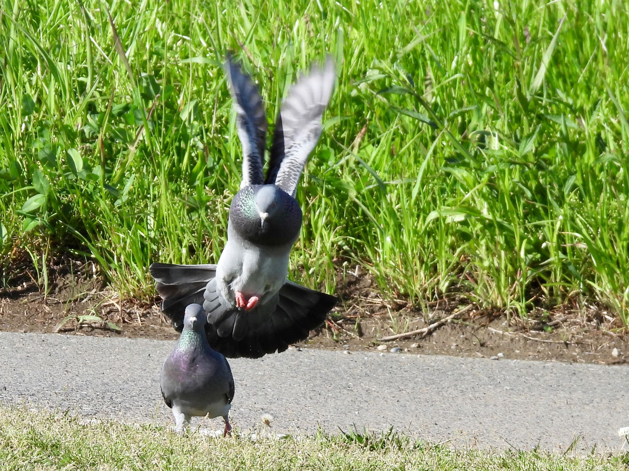 カワラバト