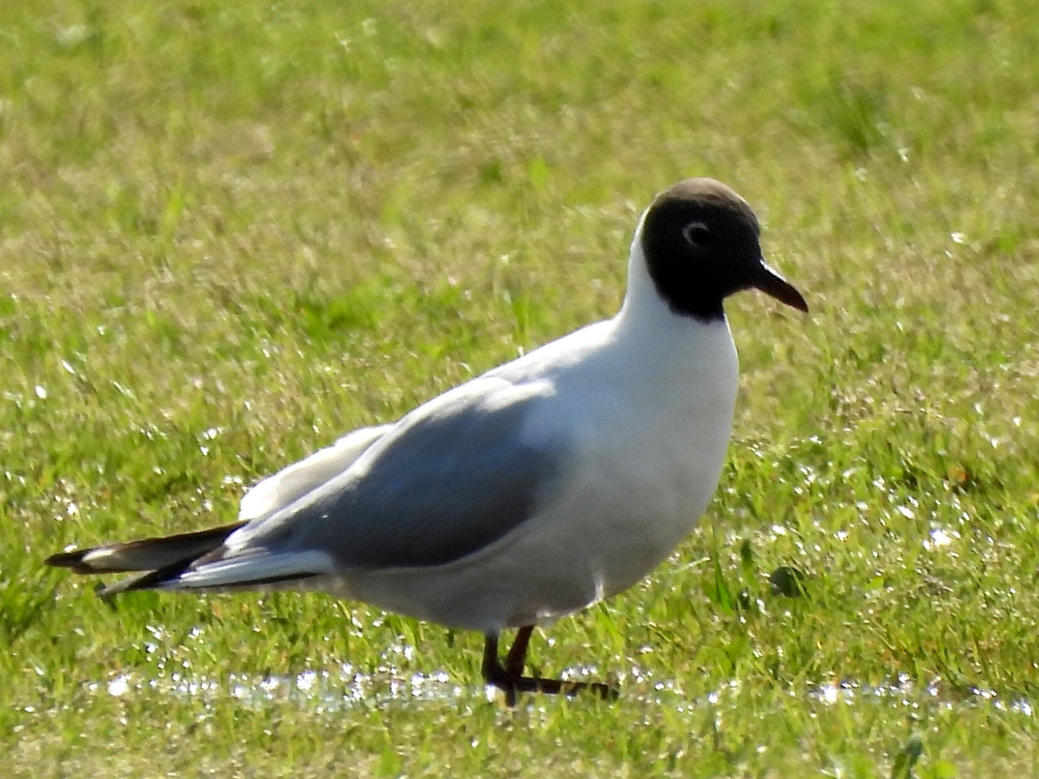 Black-headed Gull