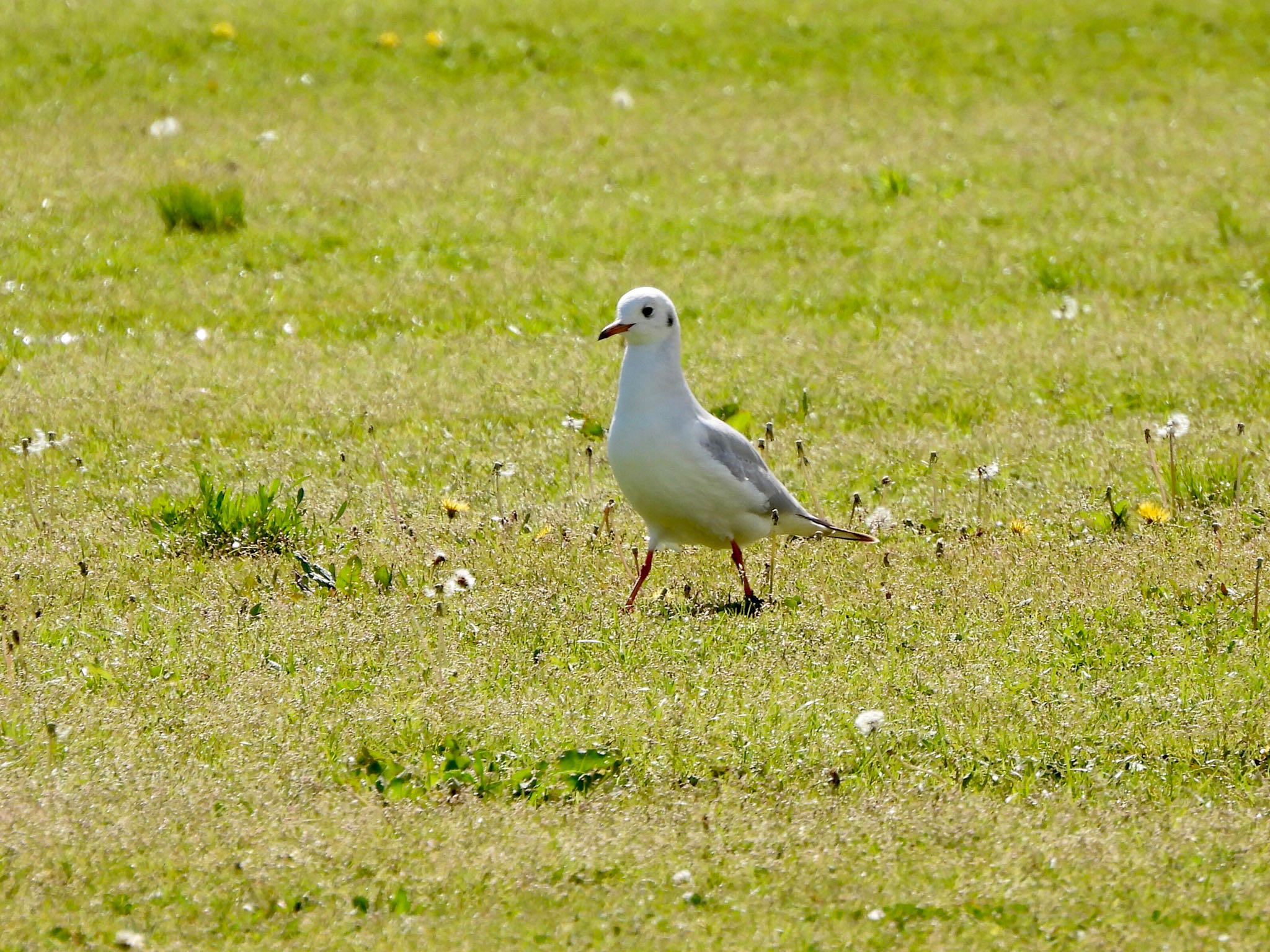 Black-headed Gull