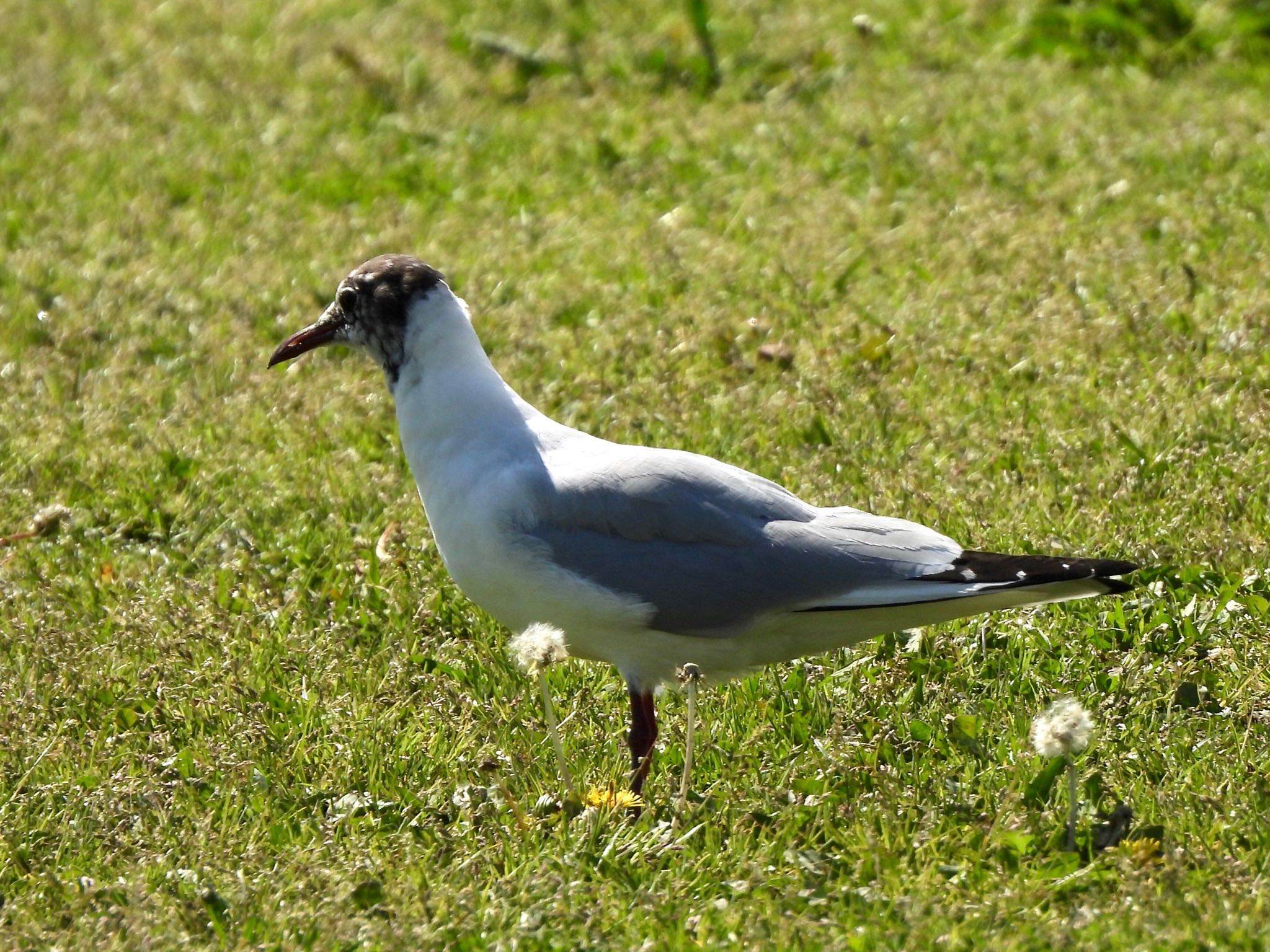 Photo of Black-headed Gull at 多摩川 by くー