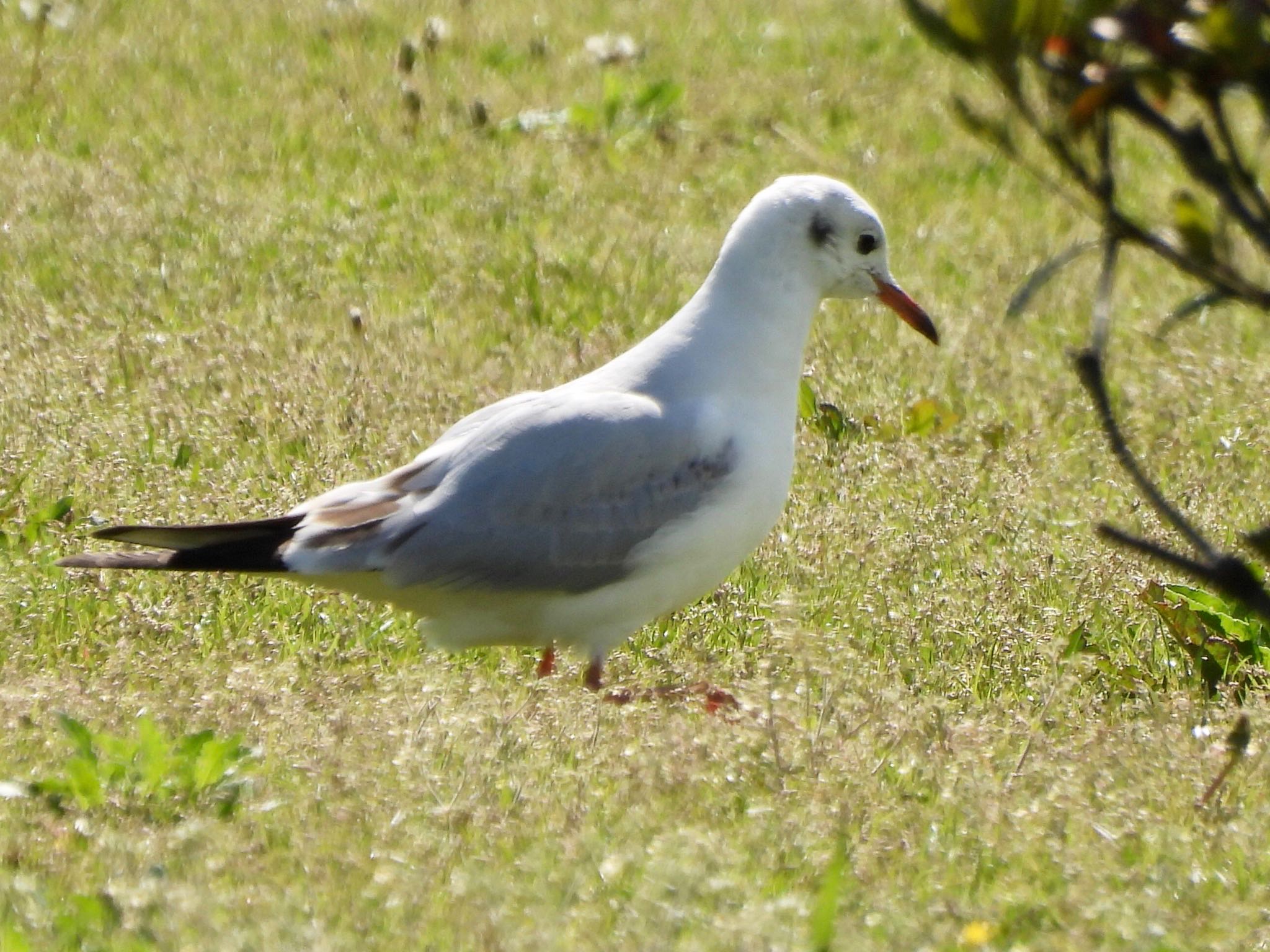 Black-headed Gull