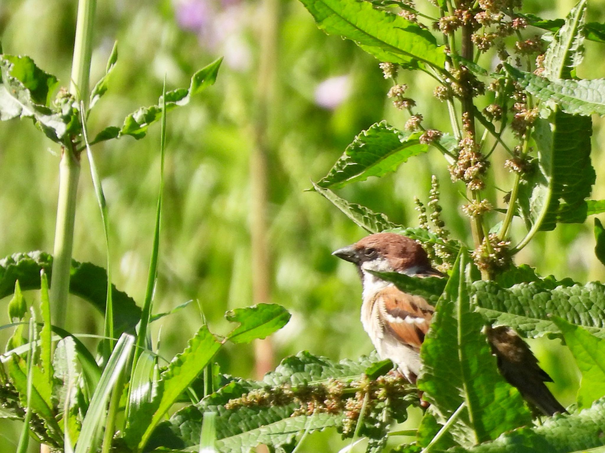 Eurasian Tree Sparrow