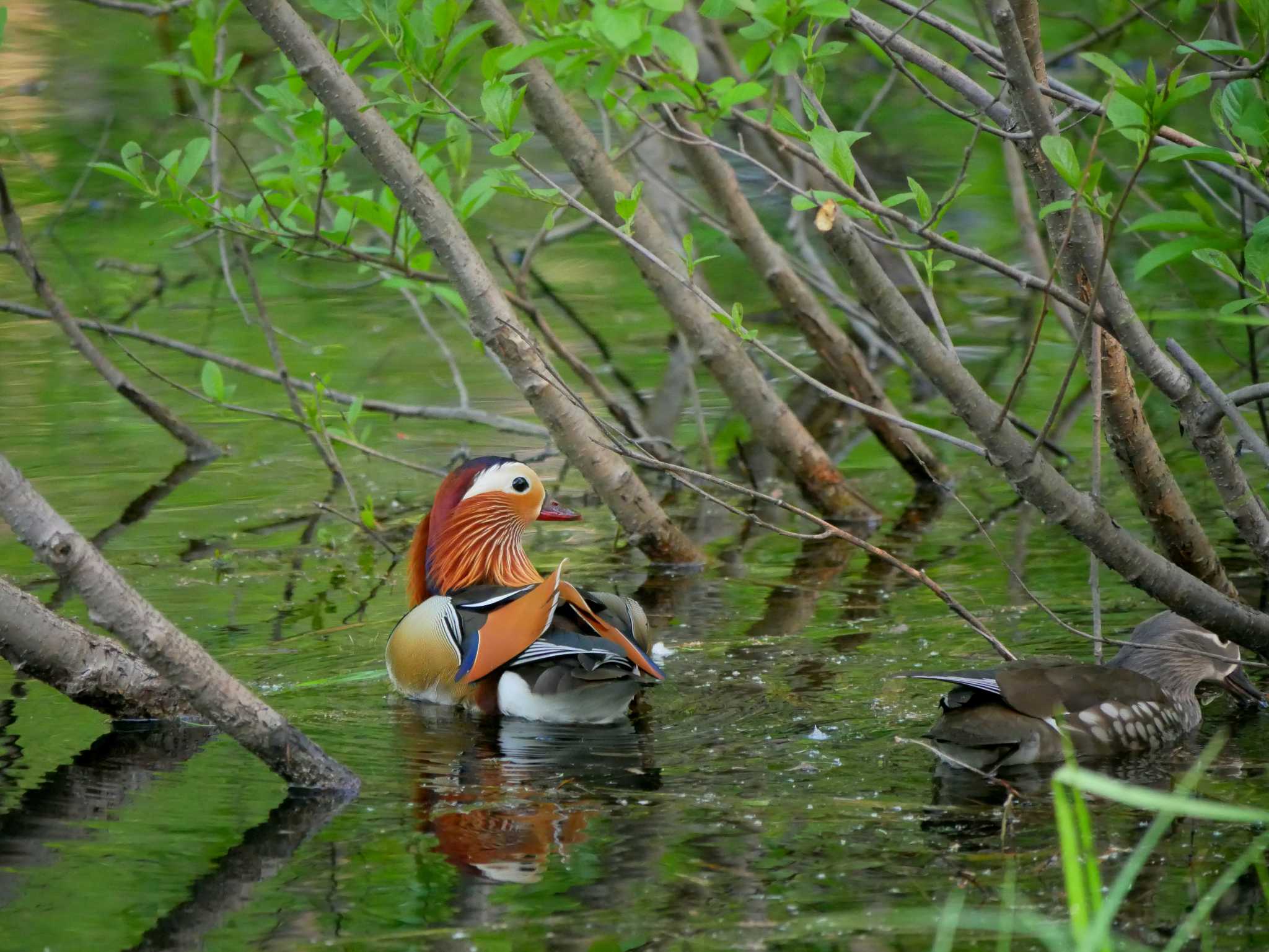 Photo of Mandarin Duck at Togakushi Forest Botanical Garden by toriharu