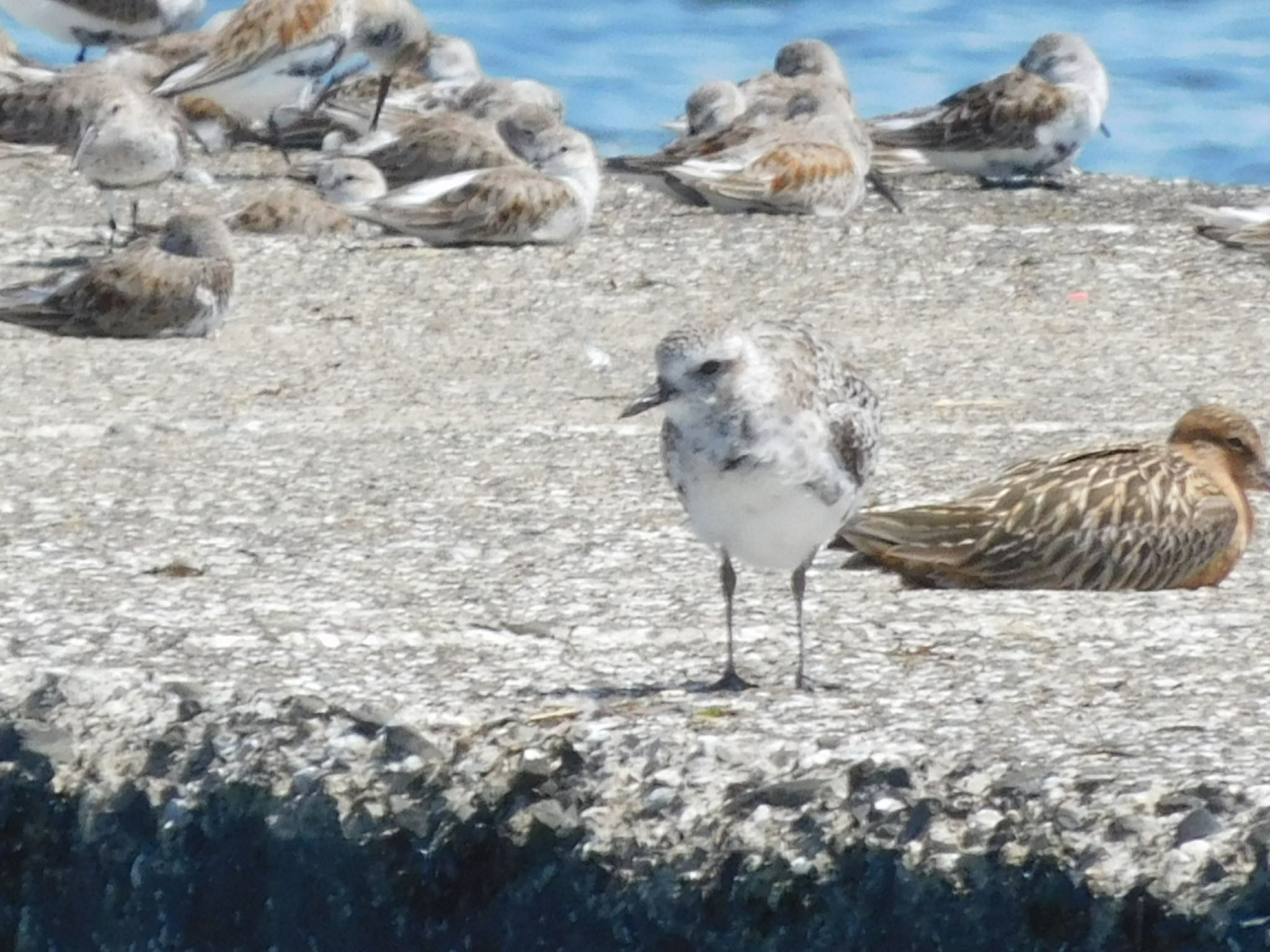 ふなばし三番瀬海浜公園 ダイゼンの写真