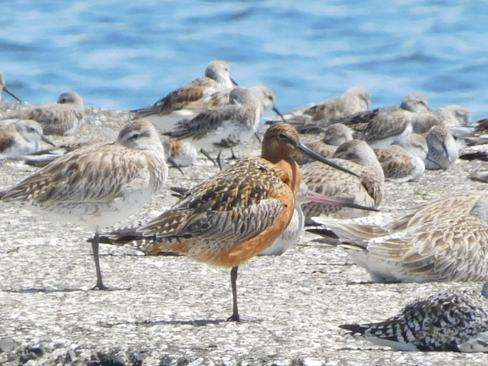 ふなばし三番瀬海浜公園 オオソリハシシギの写真