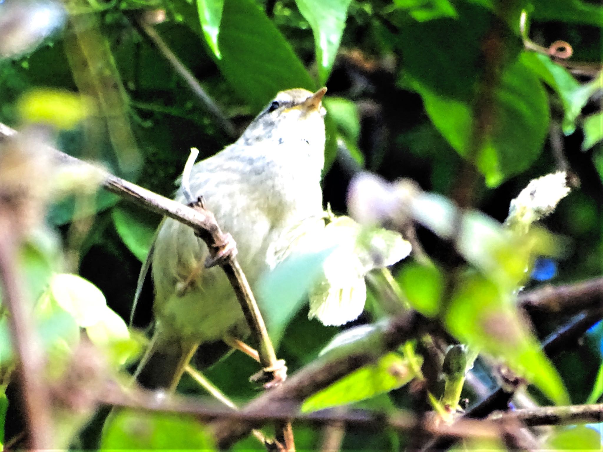 舞岡公園 ウグイスの写真