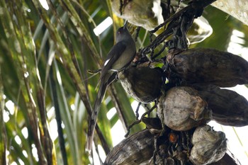 Long-tailed Sibia Fraser's Hill Thu, 3/9/2023