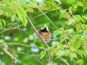 2023年4月17日(月) 座間谷戸山公園の野鳥観察記録