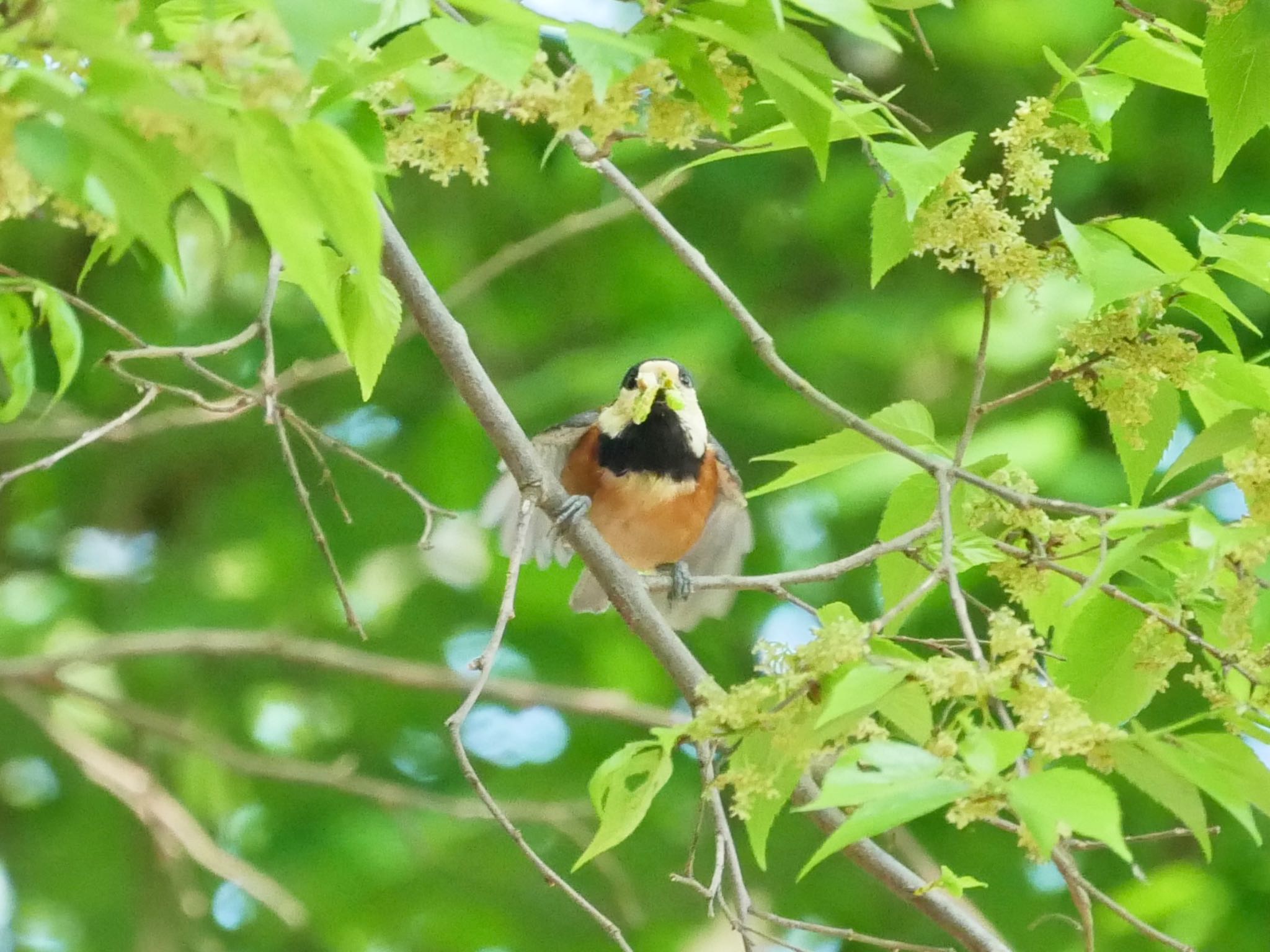 座間谷戸山公園 ヤマガラの写真