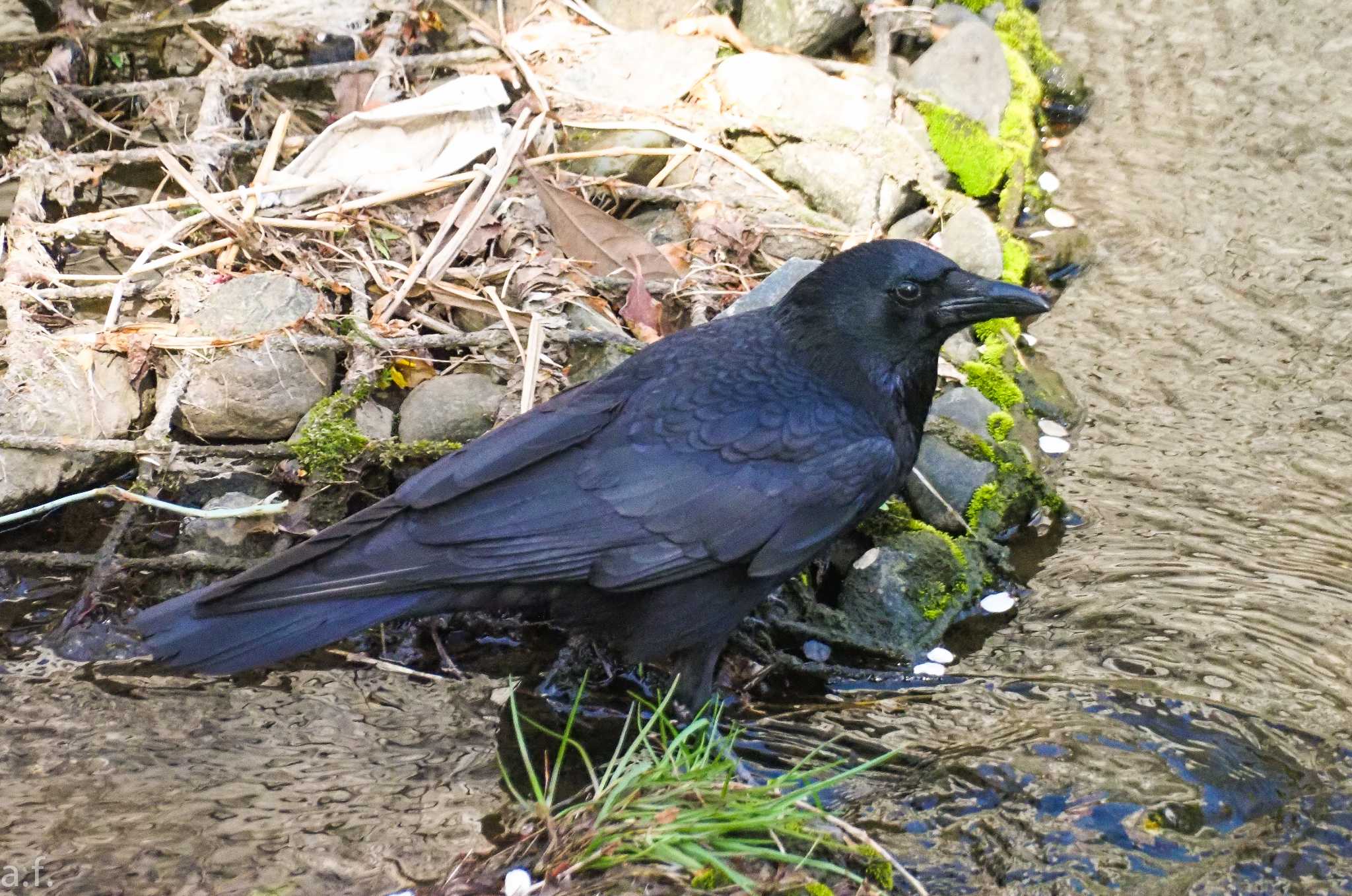 町田市成瀬 ハシボソガラスの写真