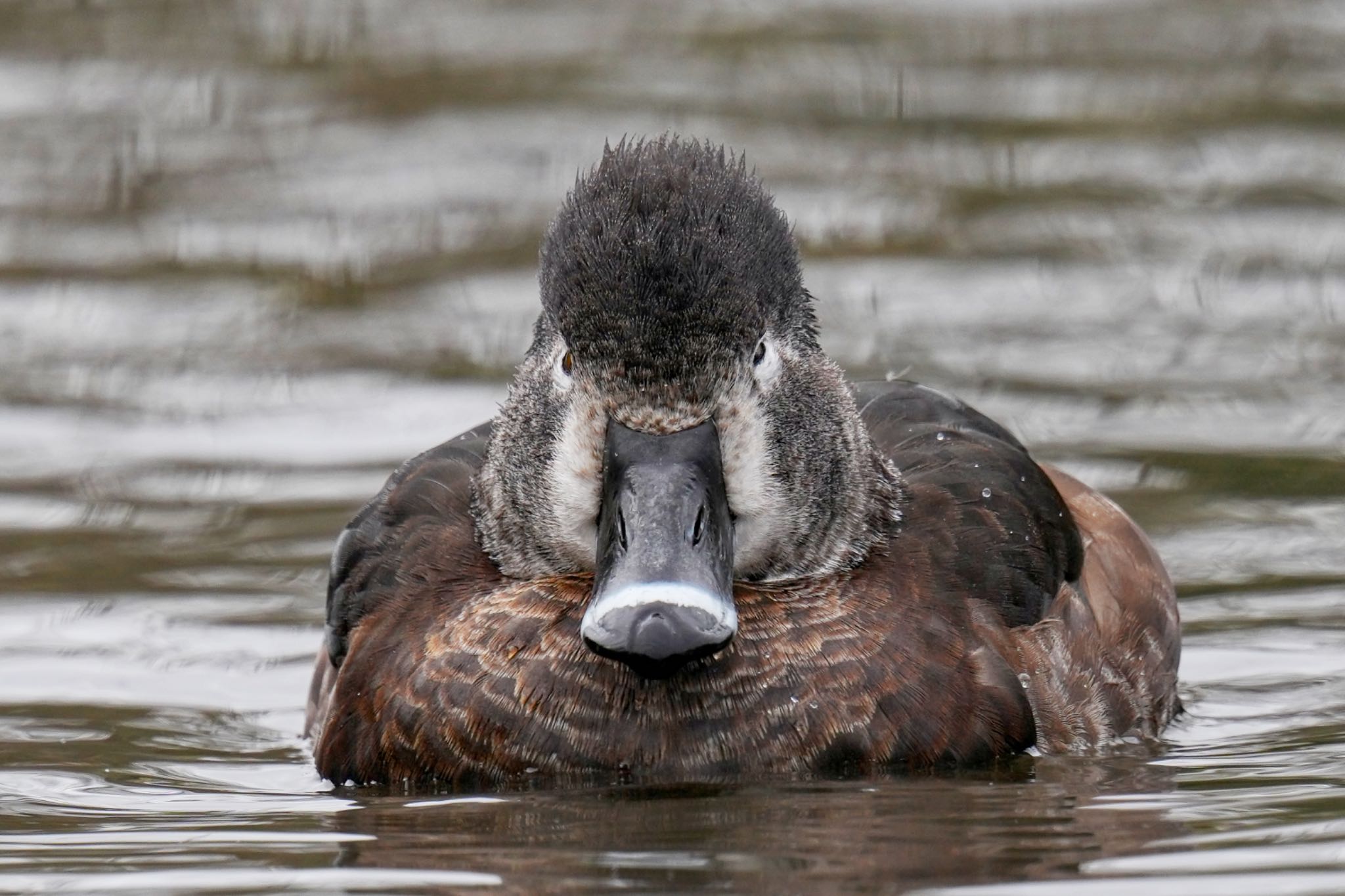 こども自然公園 (大池公園/横浜市) クビワキンクロの写真