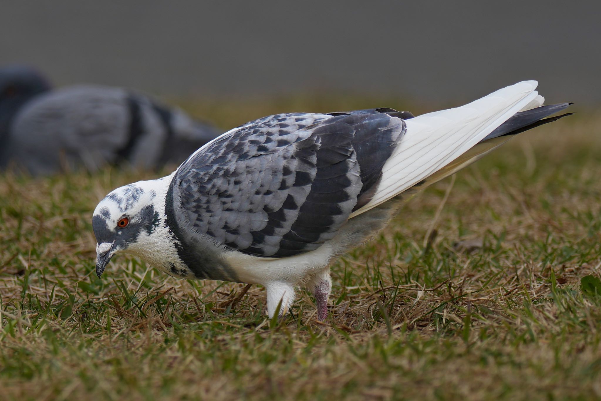 こども自然公園 (大池公園/横浜市) カワラバトの写真