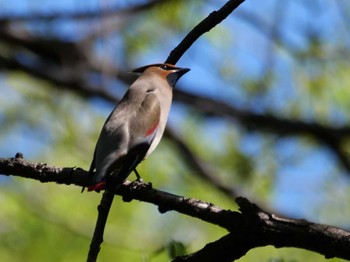 Japanese Waxwing 埼玉県 Mon, 4/10/2023