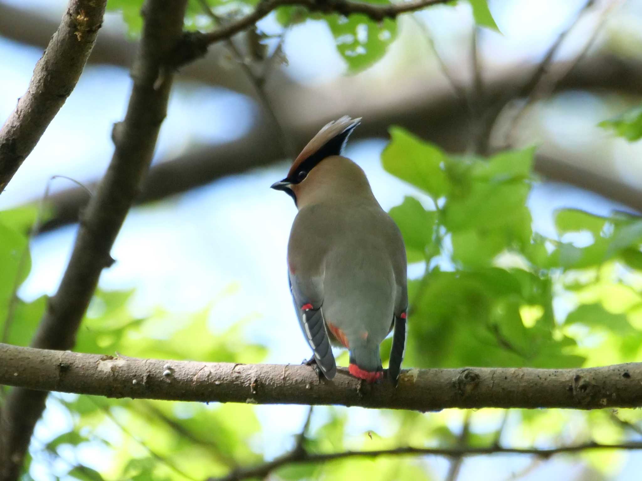 Photo of Japanese Waxwing at 埼玉県 by little birds