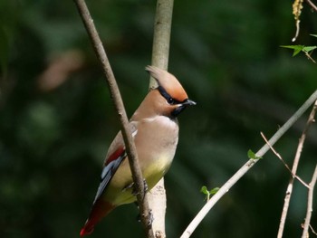 Japanese Waxwing 埼玉県 Mon, 4/10/2023