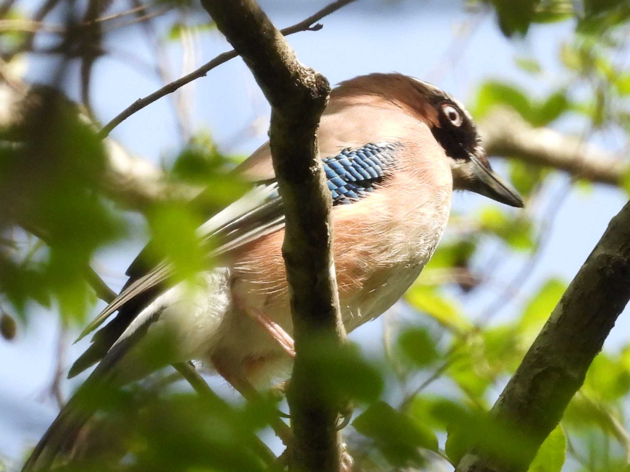 秋ヶ瀬公園 カケスの写真