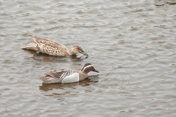 Garganey 境川遊水地公園 Fri, 4/14/2023