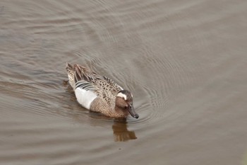 2023年4月14日(金) 境川遊水地公園の野鳥観察記録