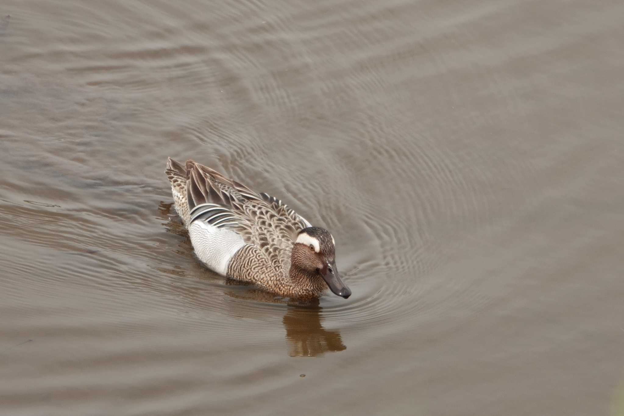 Photo of Garganey at 境川遊水地公園 by とみた