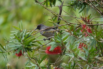 Long-tailed Sibia Fraser's Hill Thu, 3/9/2023