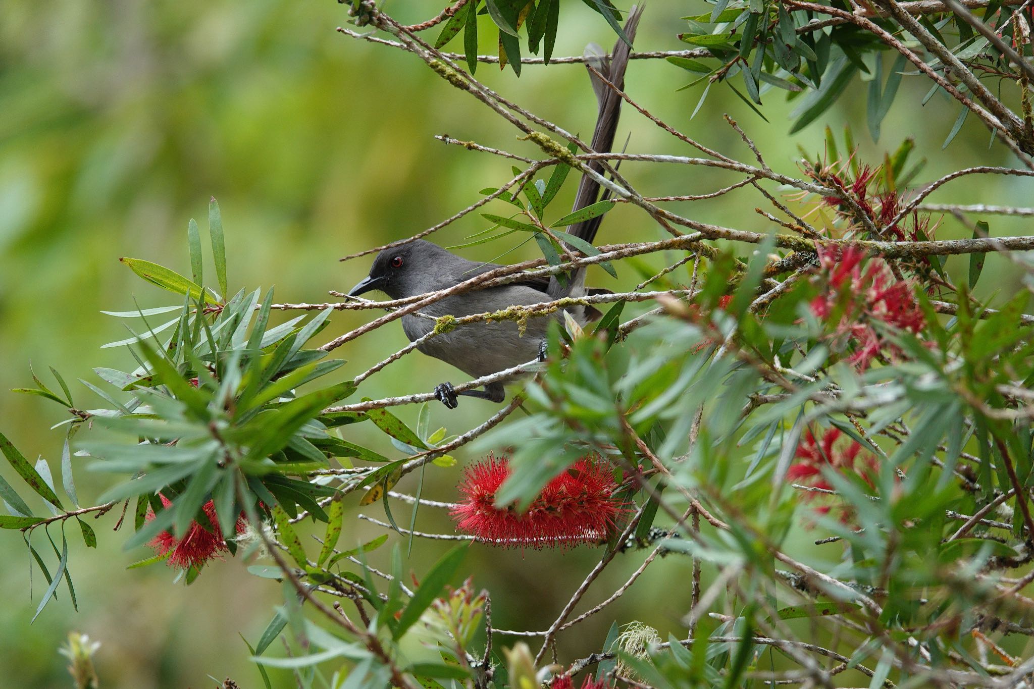 Long-tailed Sibia