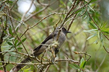 Long-tailed Sibia Fraser's Hill Thu, 3/9/2023