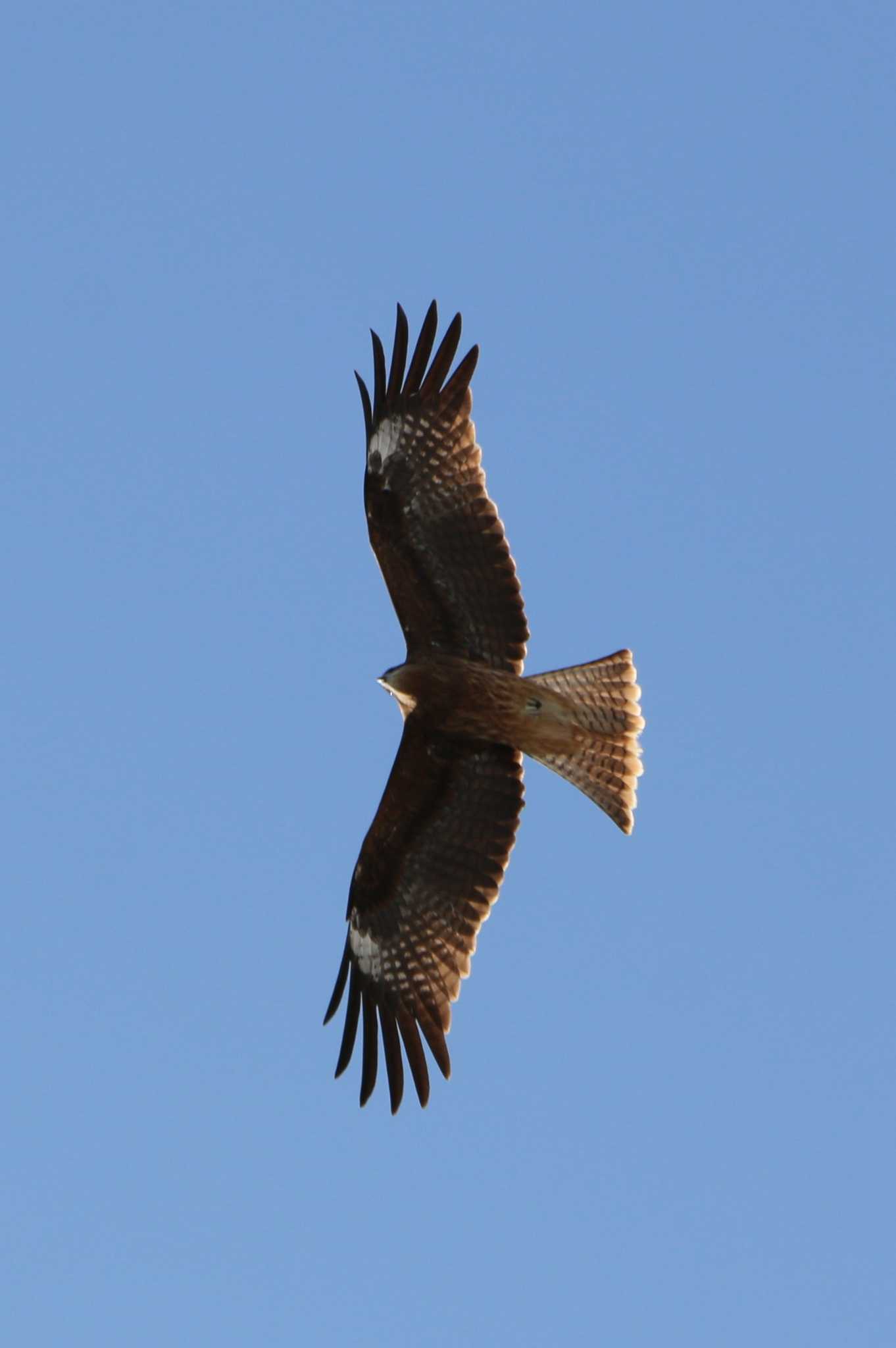 Photo of Black Kite at 東海大学海洋学部博物館 by 走りやもどき