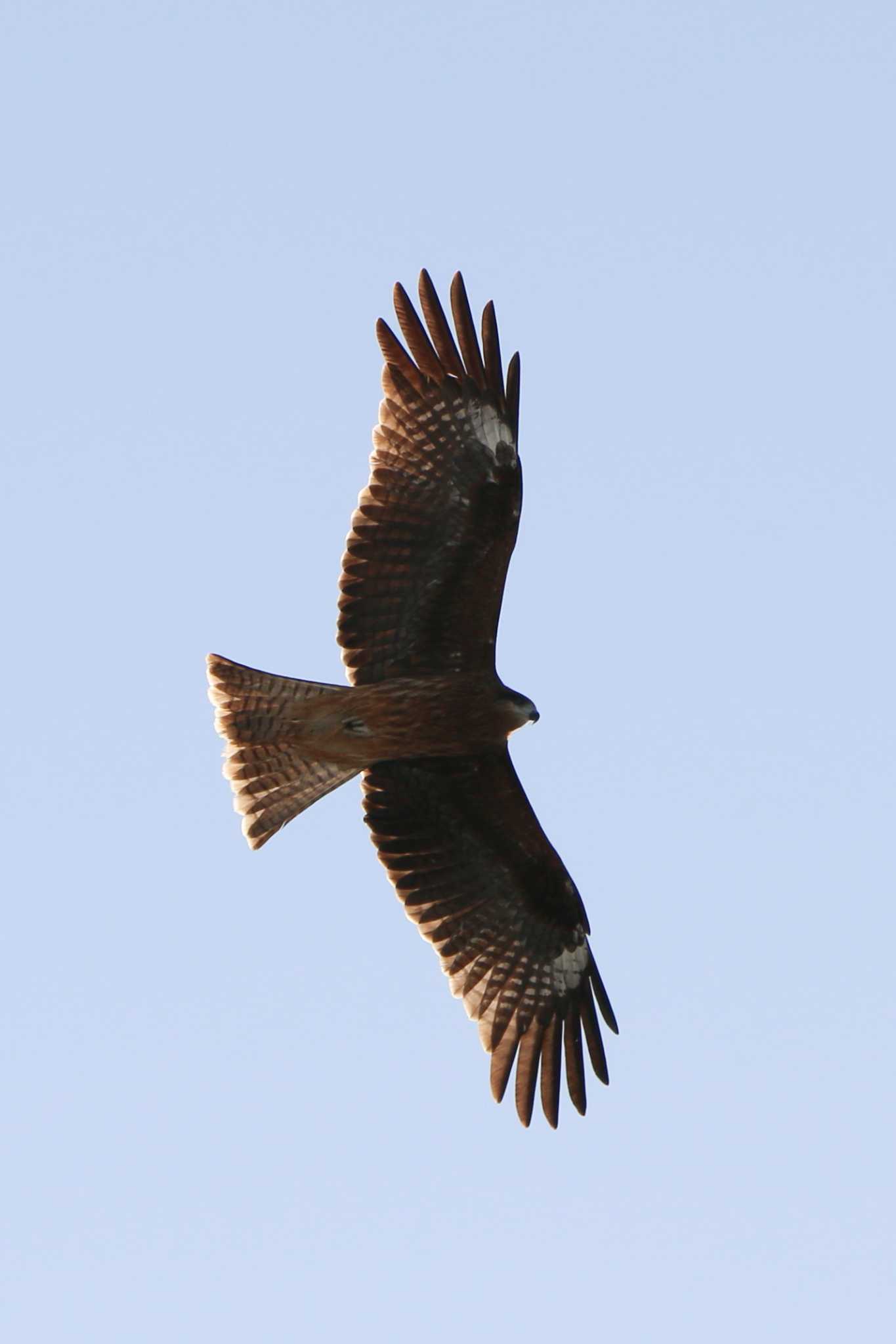 Black Kite