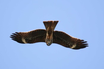 Black Kite 東海大学海洋学部博物館 Mon, 1/9/2023