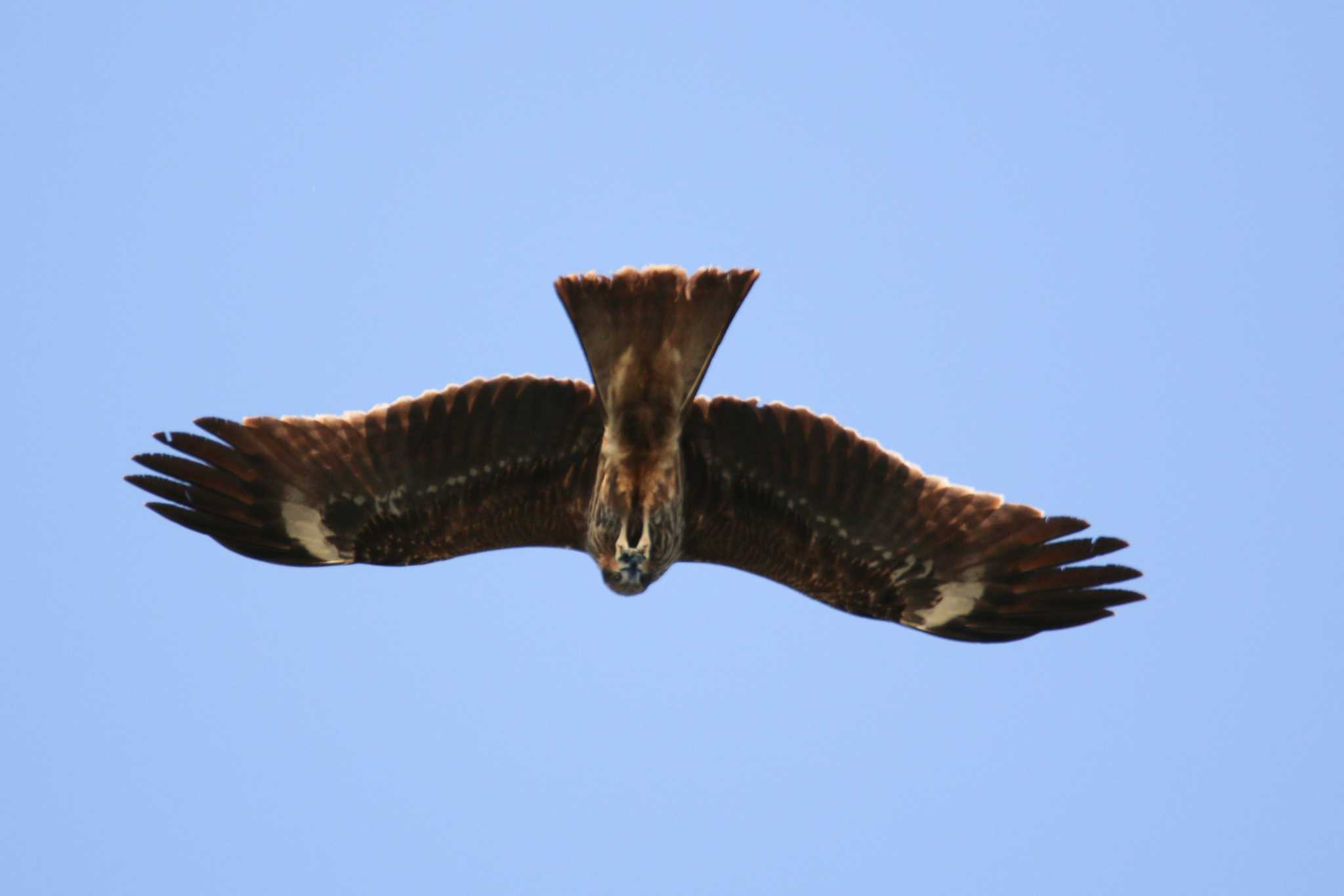 Black Kite