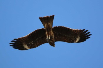 Black Kite 東海大学海洋学部博物館 Mon, 1/9/2023