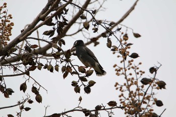 White-cheeked Starling 越谷サギコロニー Wed, 3/1/2023