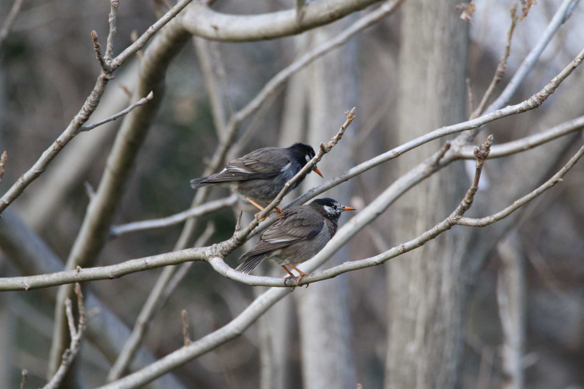 Photo of White-cheeked Starling at 越谷サギコロニー by 走りやもどき