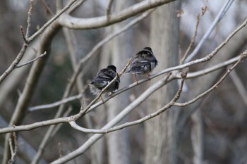 White-cheeked Starling 越谷サギコロニー Wed, 3/1/2023