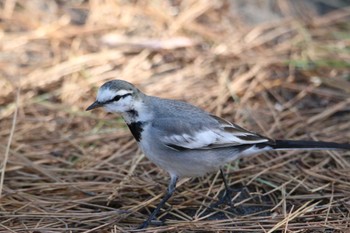 White Wagtail 三保松原 Mon, 1/9/2023