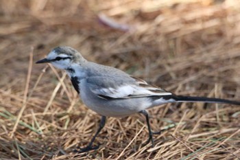 White Wagtail 三保松原 Mon, 1/9/2023