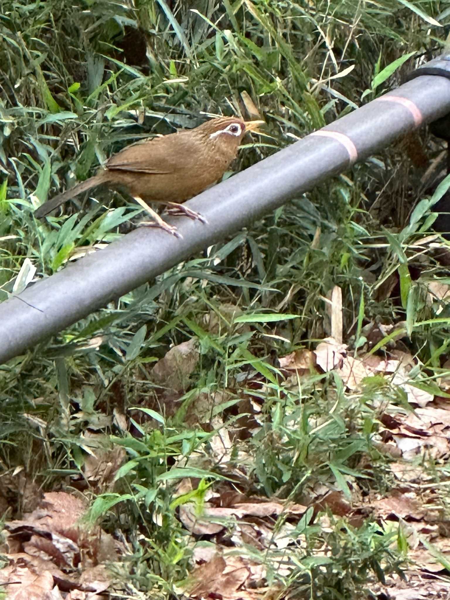 ガビチョウ