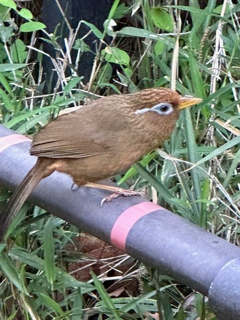 2023年4月18日(火) 都立狭山公園の野鳥観察記録