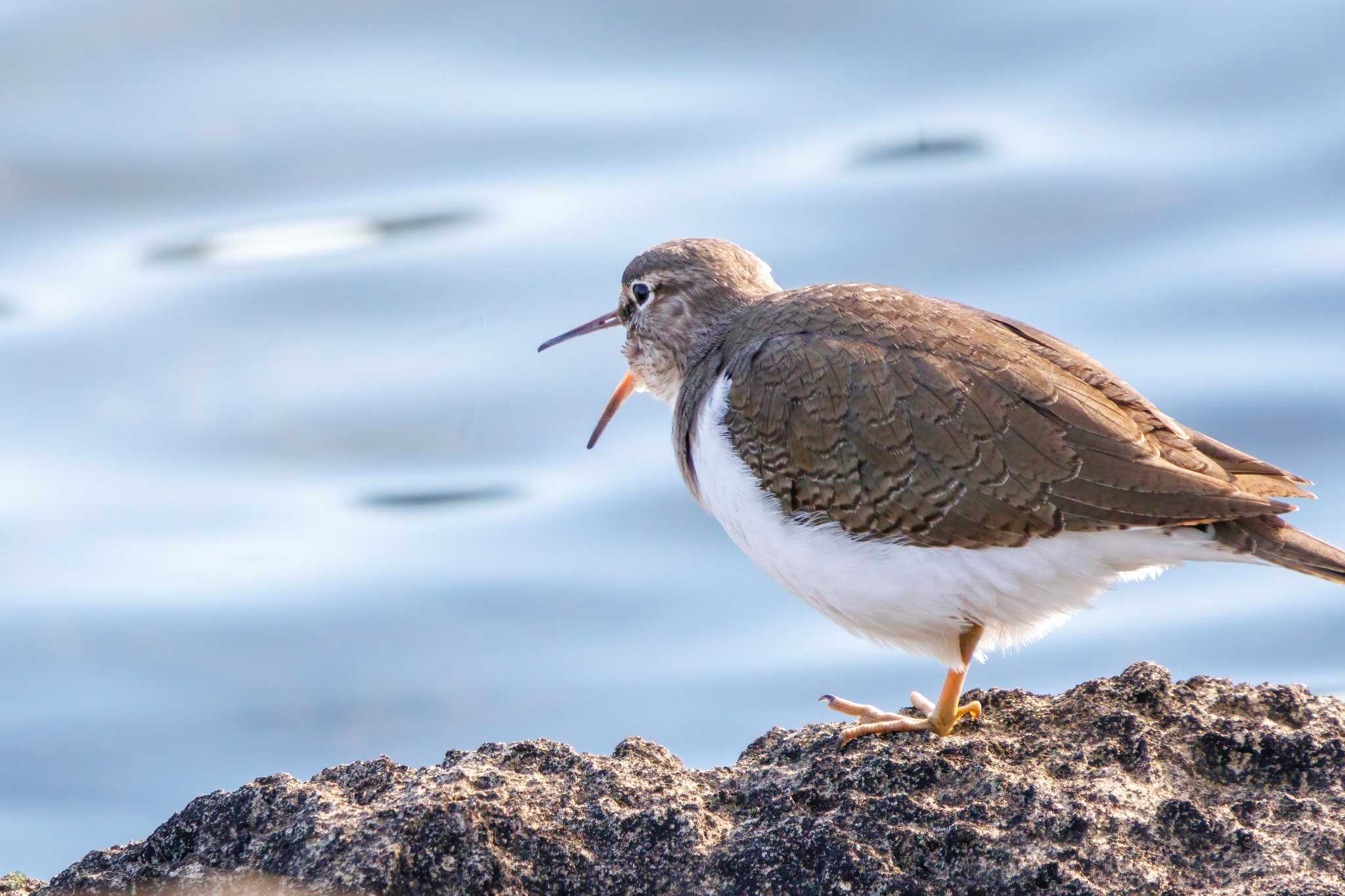 東京港野鳥公園 イソシギの写真 by d3_plus