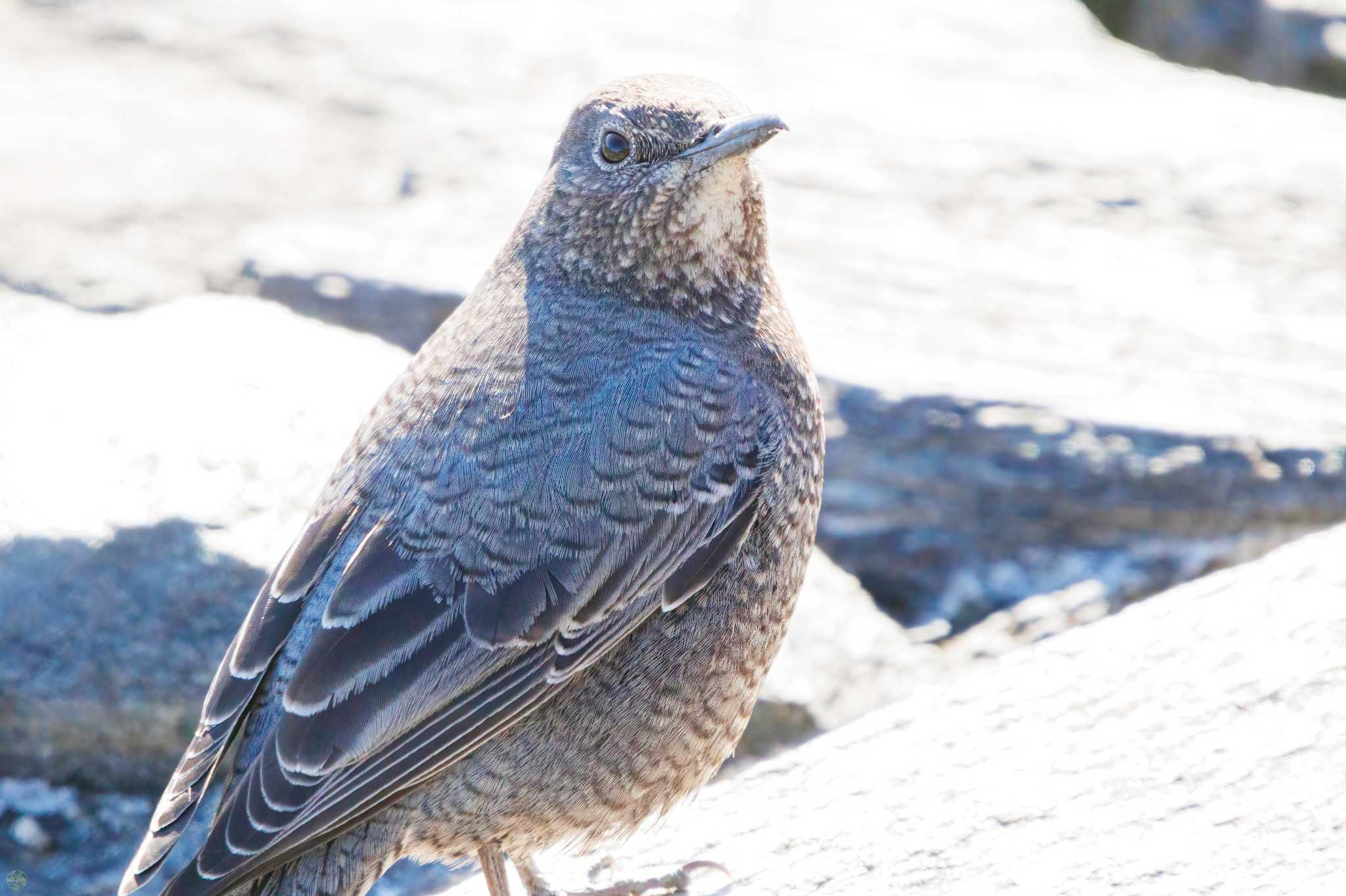 東京港野鳥公園 イソヒヨドリの写真 by d3_plus