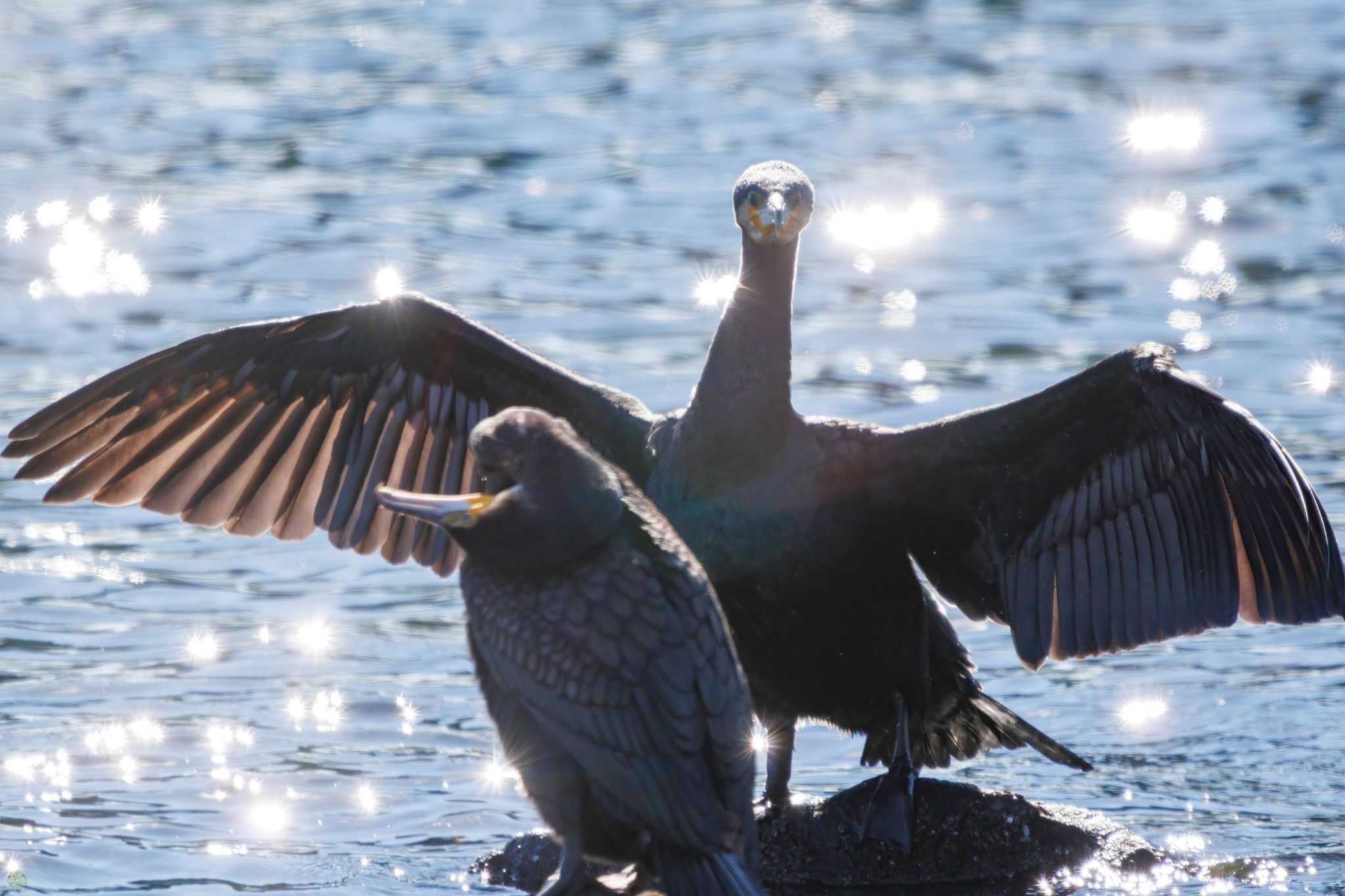 東京港野鳥公園 カワウの写真 by d3_plus