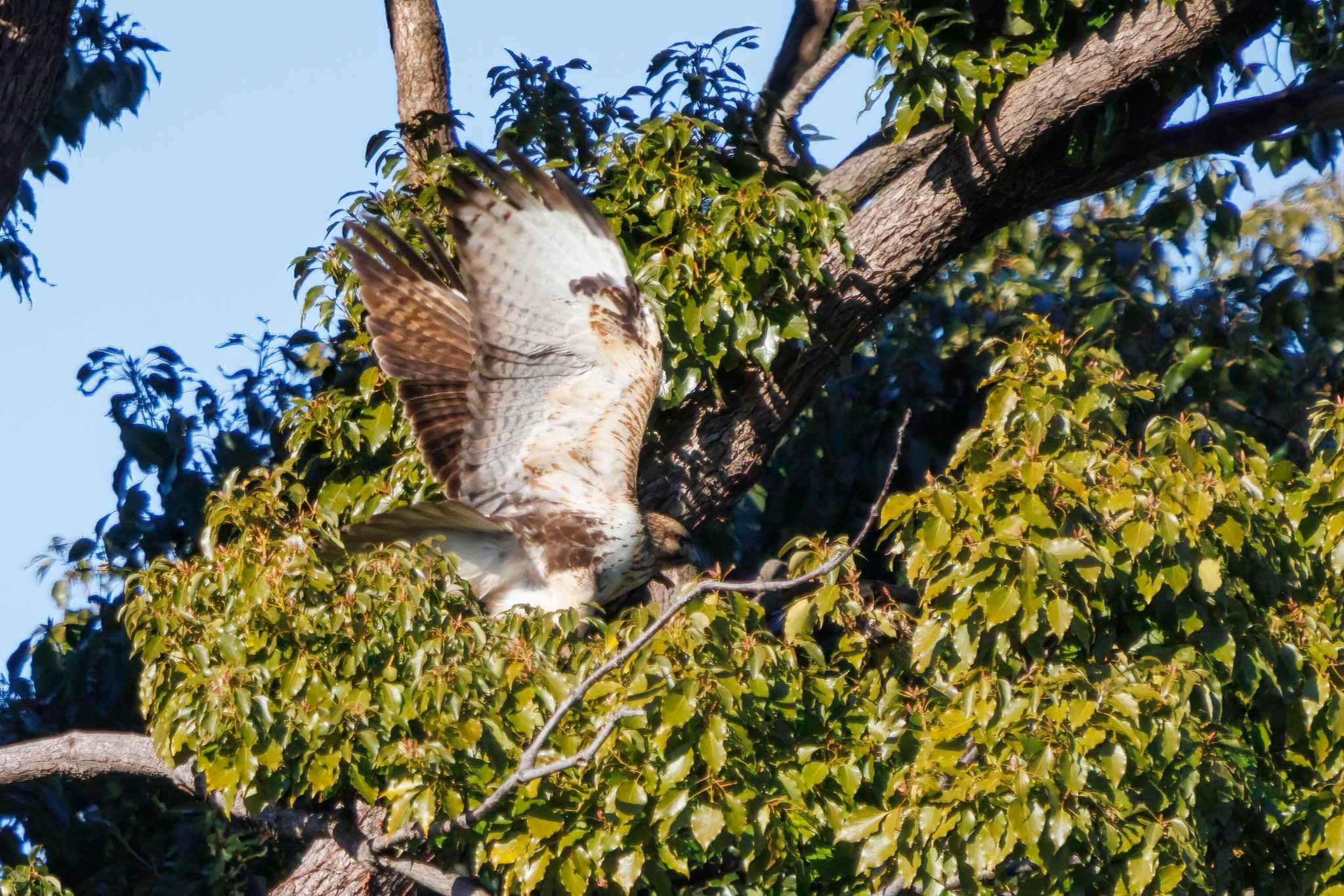 東京港野鳥公園 ノスリの写真 by d3_plus