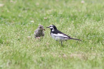 2018年5月31日(木) 羽村市宮ノ下運動公園の野鳥観察記録