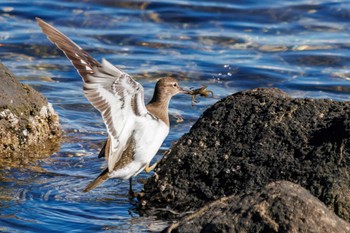 2023年1月4日(水) 東京港野鳥公園の野鳥観察記録