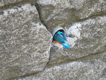 2023年4月18日(火) 平和の森公園、妙正寺川の野鳥観察記録