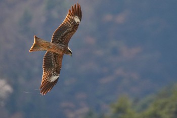 トビ 南アルプス邑野鳥公園 2023年4月1日(土)