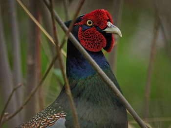 Green Pheasant 新潟市西区 Tue, 4/18/2023